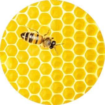 Foto: Biene auf einem Bienenwaben